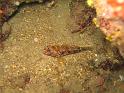 gobie à bouche rouge - Gobius cruentatus